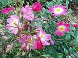 OSO EASYTM Fragrant Spreader Rose - DISEASE RESISTANT