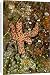Canvas Prints of Starfish (Unidentified) - eating algae from Ardea Wildlife Pets