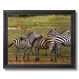 African Zebra Herd Wildlife Home Decor Wall Picture Black Framed Art Print