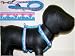 Seaside Ribbon Harness 28-36 In Swimming Dolphins