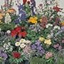 Perennials That Flower the First Year (Flower Seeds)