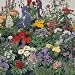 Perennials That Flower the First Year (Flower Seeds)