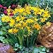 George Davidson Crocosmia 5 Bulbs - Very Hardy