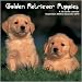 golden_retriever37golden retriever - Golden Retriever Puppies 2010 Wall Calendar