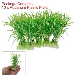 aquarium plants
