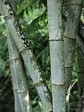 Close up of Stems, Bamboo Forest, Bena Village, Flores Island, Indonesia, Southeast Asia Premium Photographic Poster Print by Alison Wright, 24x32 51KzHRJagCL. SL160 Close up of Stems, Bamboo Forest, Bena Village, Flores Island, Indonesia, Southeast Asia Premium Photographic Poster Print by Alison Wright, 24x32