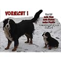 T�rschild FunSchild SE301 DIN A4 laminiert ACHTUNG Hund Berner Sennenhund