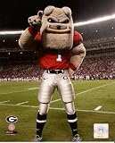 Georgia Bulldogs Mascot 8x10 Photo