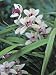 Close-Up of Flowers of a Cymbidium Hybrid Orchid Photographic Poster Print by S. Montanari, 24x32