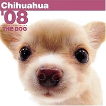 Chihuahua 2008 Square Wall Calendar (German, French and Spanish Edition)