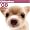 Chihuahua 2008 Square Wall Calendar (German, French, Spanish and English Edition)