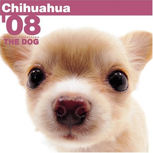 Chihuahua 2008 Square Wall Calendar (German, French, Spanish and English Edition)
