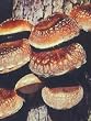 Shiitake Mushroom Mycelium Plug Spawn - 100 Count - Grow Edible Gourmet & Medicinal Shitake Fungi On Trees & Logs From Spores