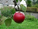 51L V6h7jrL. SL160  Apple Growing