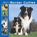 Border Collies 366 Days 2008 Square Wall