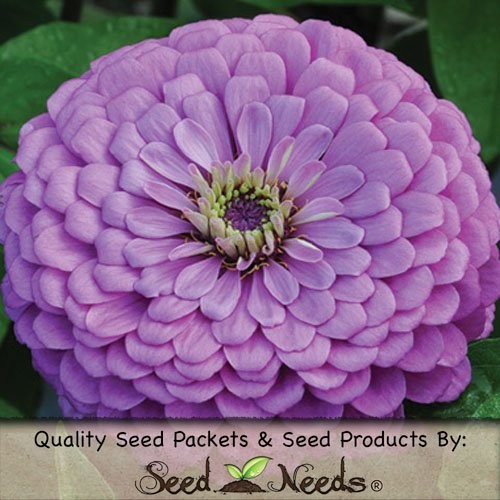 50 Seeds, Dahlia Flowered 