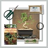 Fukien Tea Bonsai l Do it yourself kit