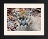 Framed Prints of Cougar, mountain from Danita Delimont