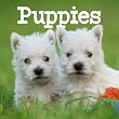 2014 Puppies Wall Calendar