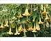 Photographic Prints of Brugmansia / Angel Trumpet from Ardea Wildlife Pets