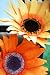 Giant Paper Sunflowers