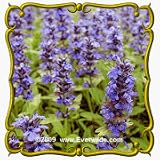 Blue Sage (Salvia azurea) Jumbo Wildflower Seed Packet - 300 Seeds