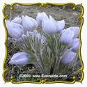 Pasque Flower (Anemone patens wolfgangiana) Jumbo Wildflower Seed Packet - 100 Seeds