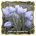 Pasque Flower (Anemone patens wolfgangiana) Jumbo Wildflower Seed Packet - 100 Seeds