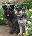 schnauzer39 - Schnauzers 2009 Hardcover Weekly Engagement Calendar