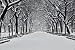 Central Park in Winter - 48"W x 32"H - Peel and Stick Wall Decal by Wallmonkeys