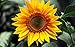 3D Jelly Cake Tools specially -Type 1 - Sunflower - 5 pcs/set
