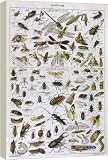 Box Canvas Print of ASSORTED INSECTS from Mary Evans