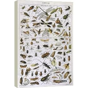 Box Canvas Print of ASSORTED INSECTS from Mary Evans