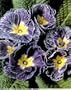 Forever In Blue Jeans Primrose 25 Seeds - Primula