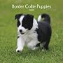 Border Collie Puppies 2009 7X7 Mini Wall Calendar