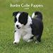 Border Collie Puppies 2009 7X7 Mini Wall Calendar