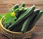Japanese Cucumber Tasty Queen Seeds .5 Grams