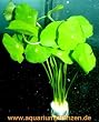 1 Bund Hydrocotyle verticillata, Hutpilzpflanze