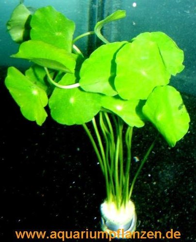 1 Bund Hydrocotyle verticillata, Hutpilzpflanze