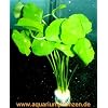 1 Bund Hydrocotyle verticillata, Hutpilzpflanze