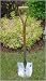 Ceremonial Ground Breaking Shovel Stainless Steel