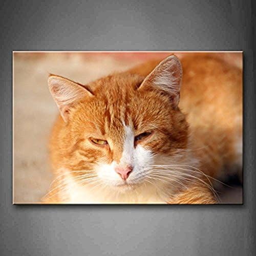 Fitting You Canvas Brown Cat Lying Down Sleep With White Beard Wall Art Painting Pictures Print On Canvas Animal Picture For Room