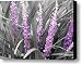 Liriope in color Canvas Print / Canvas Art - Artist Evelyn Patrick