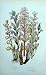 C1870 Anne Pratt Plants Broom Rape Toothwort Ivy