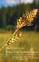 Field Guide to the Sedges of the Pacific Northwest