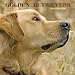 golden_retriever21golden retriever - Golden Retrievers 2010 Wall Calendar 12 X 12