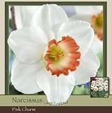 51L6srU9YaL. SL160  Pink Charm Narcissus Pack of 5 Bulbs Reviews