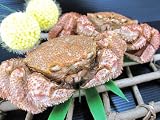 毛ガニ(北海道産) 1尾/1.0kg 【茹】 黄金の蟹味噌が詰まった道産毛蟹!カニのプロが厳選したものを発送!