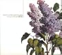Lilac.Star.Bird