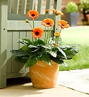 Small Patio Pot - Gerbera
